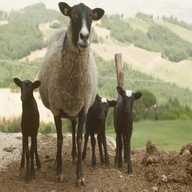 pecore romanov usato