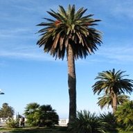 palme pianta grande usato