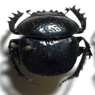 scarab usato