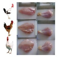 polli gabbia in vendita usato