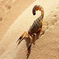 scorpioni del deserto usato