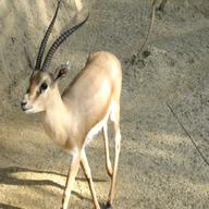 gazzelle usato