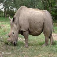 rhino usato