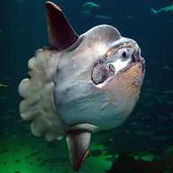 sunfish usato