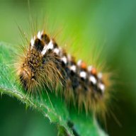 caterpillar usato