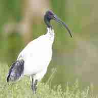 ibis usato