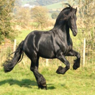 cavallo frisone olandese usato