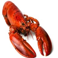 lobster usato