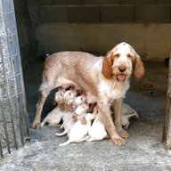 spinone cuccioli usato
