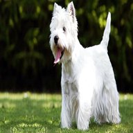 allevamenti west highland white terrier usato