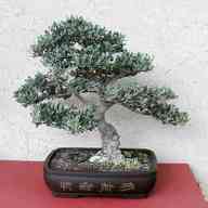 ulivo bonsai usato