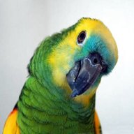 pappagalli amazzoni usato