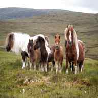 pony shetland usato