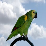 amazzoni pappagalli usato