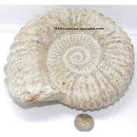 fossile ammonite usato