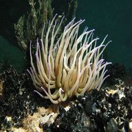 anemone usato