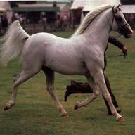cavalli purosangue arabo usato