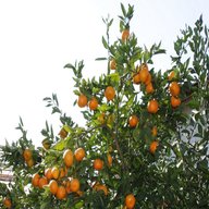 piante arance usato