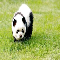 cane panda usato