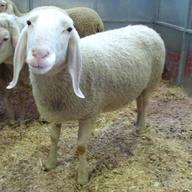 pecore bergamasca usato