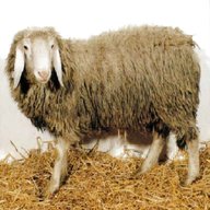 pecore biellesi usato