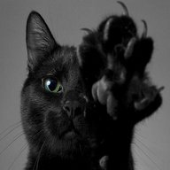 black cat usato