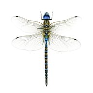 dragonfly usato