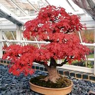 bonsai acero rosso usato