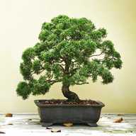 bonsai usato