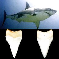 dente squalo bianco usato