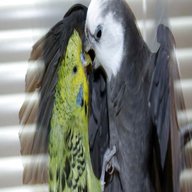 pappagalli calopsite usato