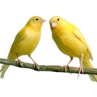 uccelli canarini e cardellini usato