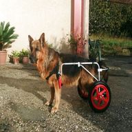 sedia rotelle cani usato