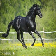 cavallo nero usato