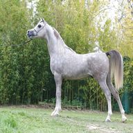 cavallo arabo egiziano usato