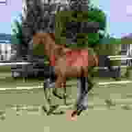 cavallo corsa usato