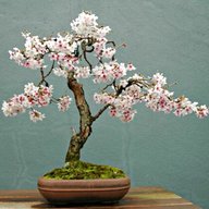 bonsai ciliegio usato