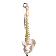 modello colonna vertebrale usato