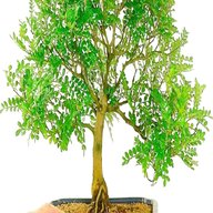 albero carbonio usato