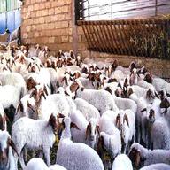 pecore comisane usato