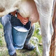 latte polvere vitelli usato