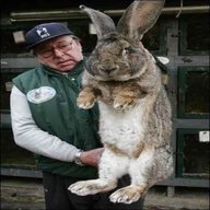 conigli giganti in vendita usato