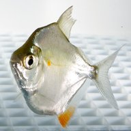 pesci argento usato