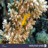 ramo corallo giallo usato