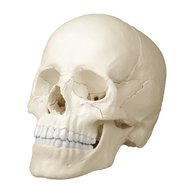 cranio scomponibile usato