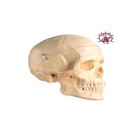cranio umano scomponibile usato