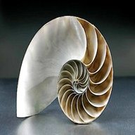 nautilus shell usato