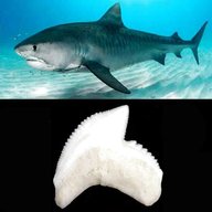 dente squalo tigre usato