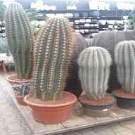 cactus grandi usato