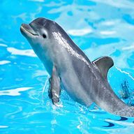 delfino usato